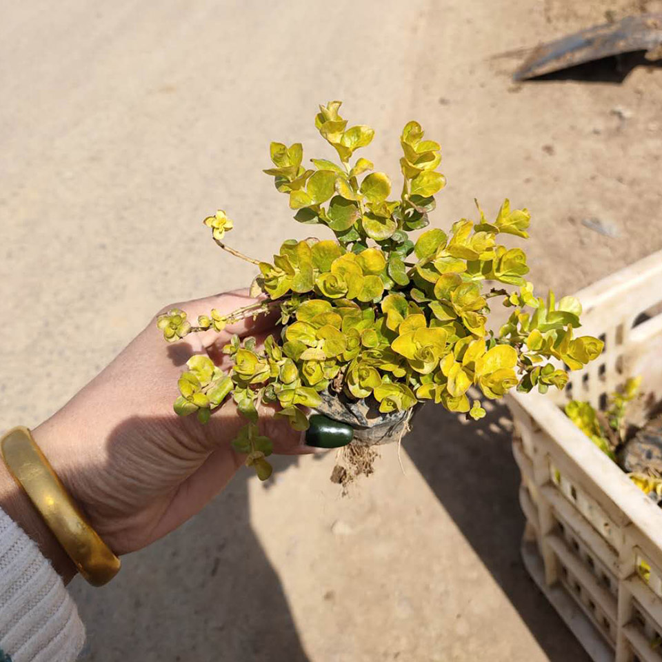 宿根草花 金叶过路黄种植基地 山东金叶过路黄