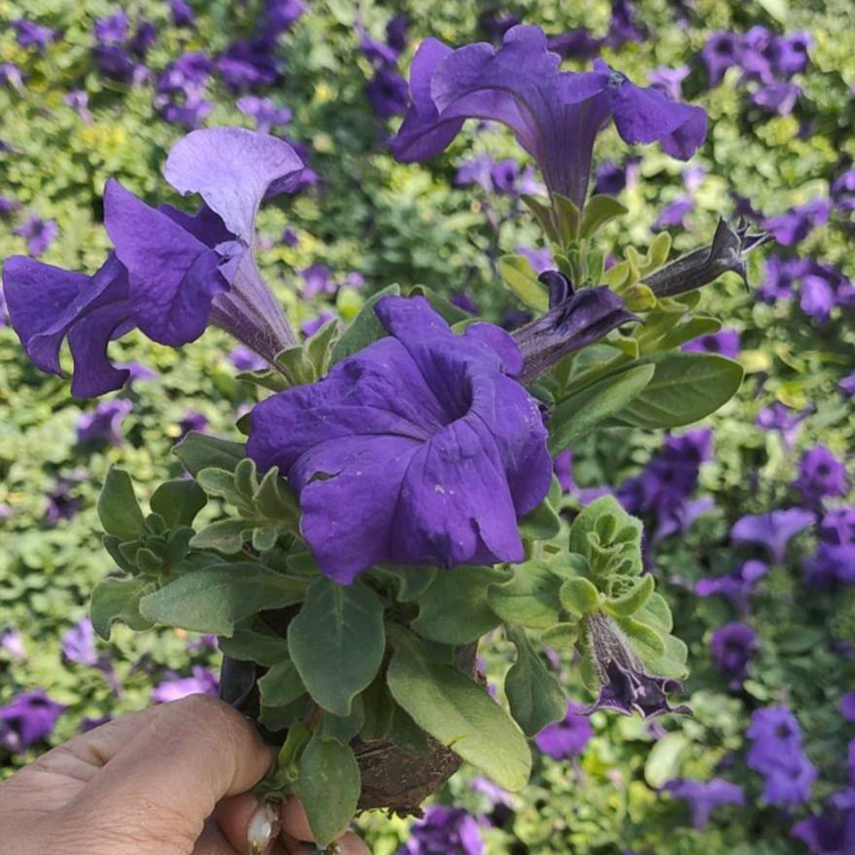 牵牛种苗 山东草花生产基地 基地供应 牵牛培育