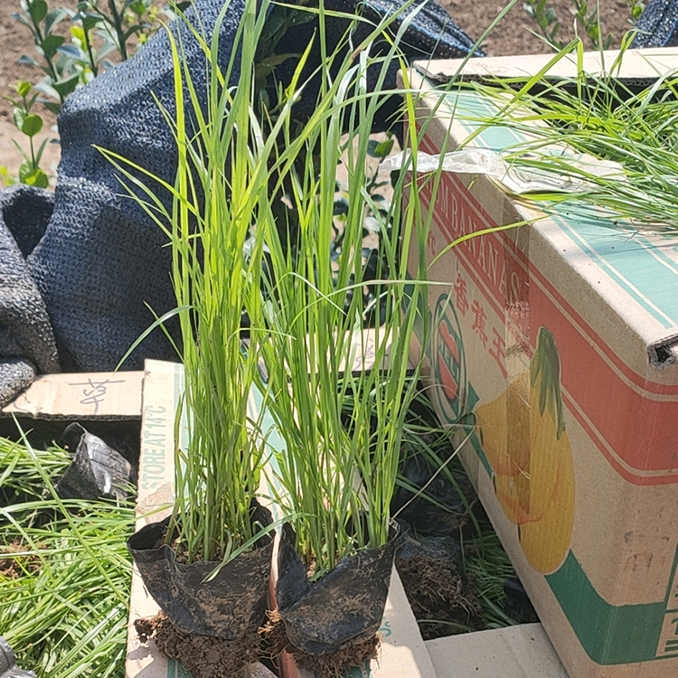 草花基地 狼尾草种植 狼尾草小苗 好苗出售