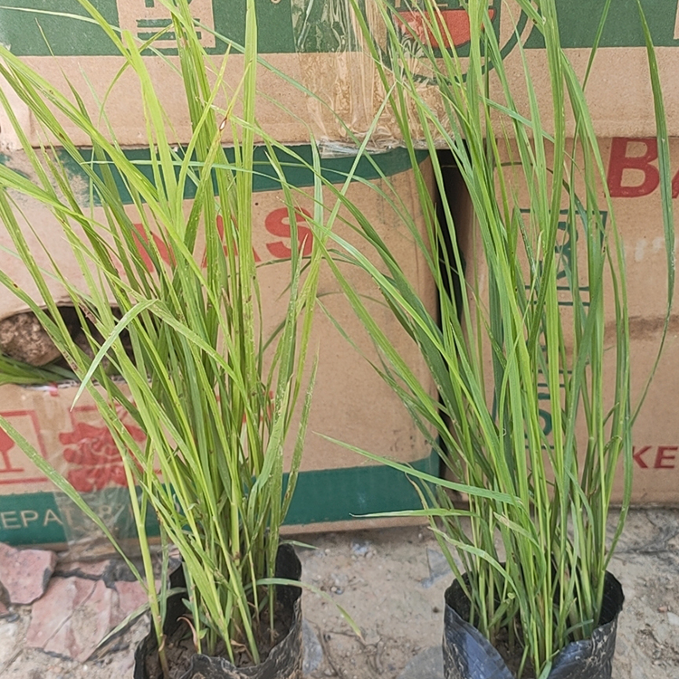 草花基地 观赏草种植基地 绿化用苗狼尾草 好苗出售