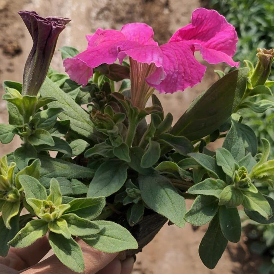 开春预定苗 牵牛种苗 山东草花生产基地 牵牛批发价格