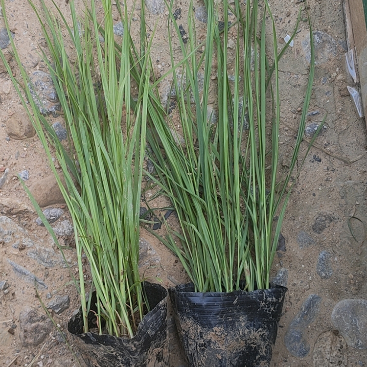 苗圃基地批发 狼尾草小苗 草花批发
