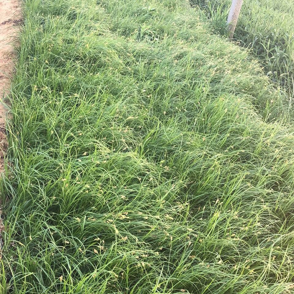 量大优惠 青绿苔草小苗 四季开花草花