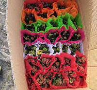 苗圃供应 青州长寿花种苗 长寿花种苗供货商