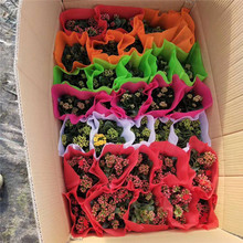 苗圃供应 青州长寿花种苗 长寿花种苗供货商