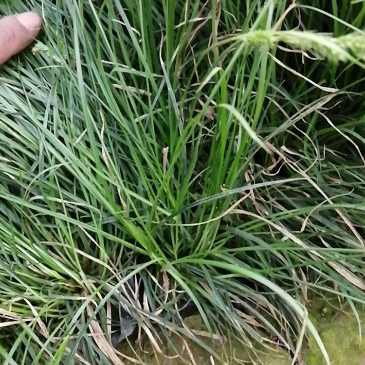 青绿苔草 山东青绿苔草报价 量大优惠