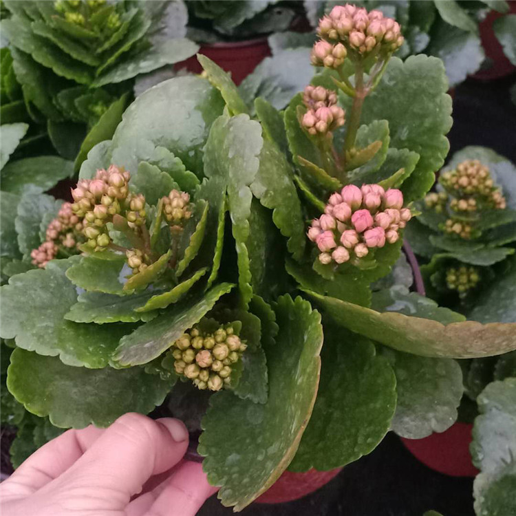 长寿花大量批发 庭院花卉 青州长寿花