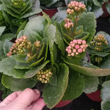 长寿花大量批发 庭院花卉 青州长寿花