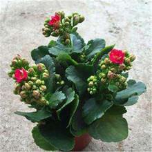 长寿花供货商 庭院花卉 长寿花
