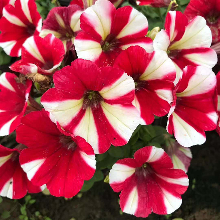 矮牵牛杯苗 山东矮牵牛种植基地 基地供应