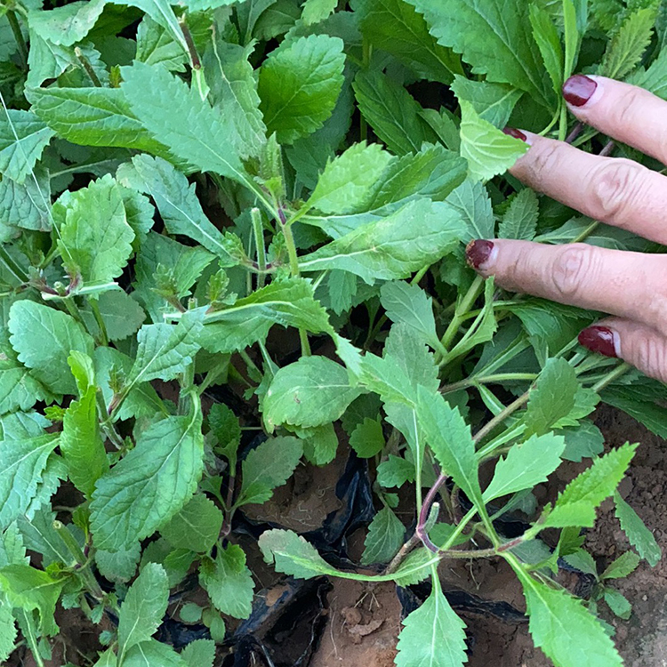 马鞭草苗种植基地 青州马鞭草苗价格从优