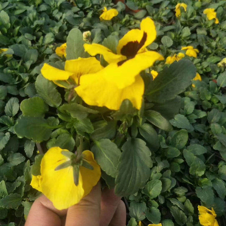 三色堇销售 欢迎电话联系 青州多种颜色三色堇