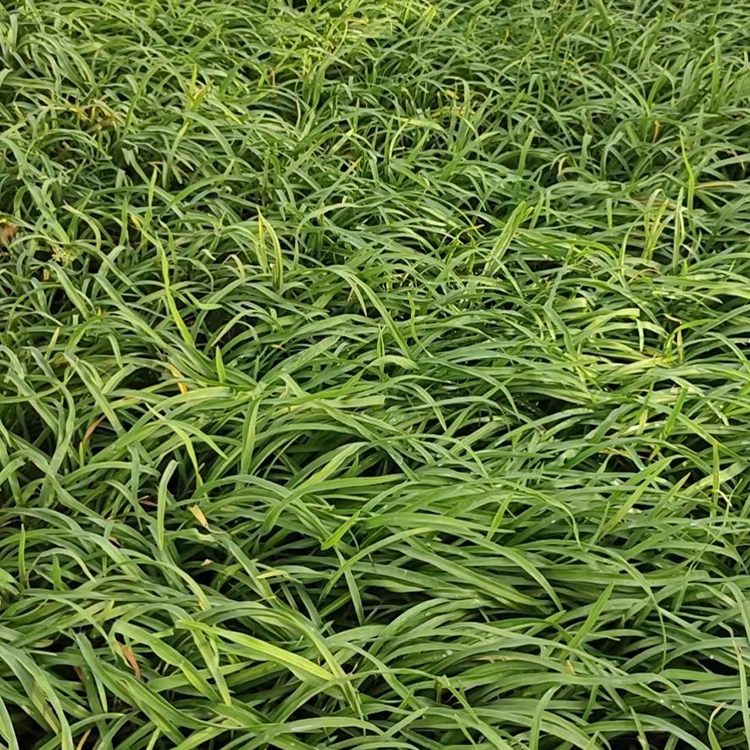 地被金娃娃萱草 青州草花地被金娃娃萱草供应商 量大从优