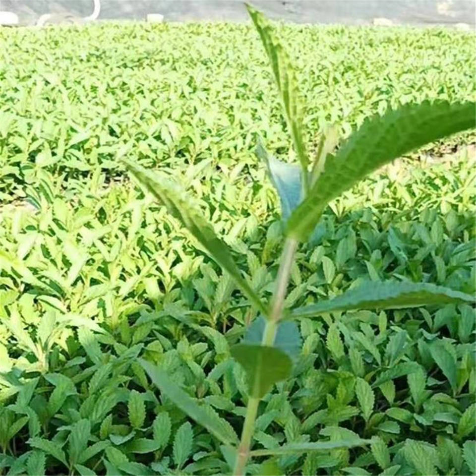 青州马鞭草种植基地 马鞭草质优价廉