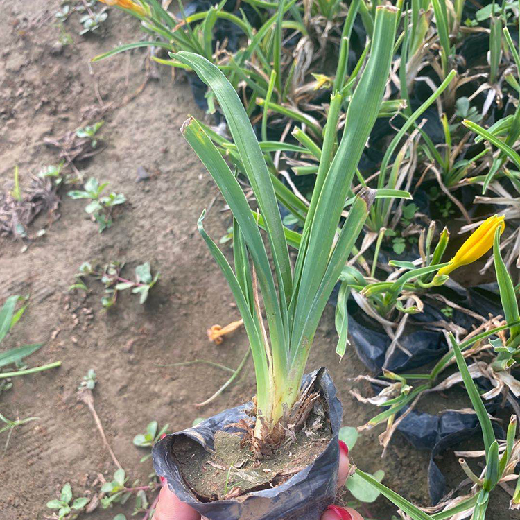金娃娃萱草小苗 山东草花 价格从优 金娃娃萱草价格