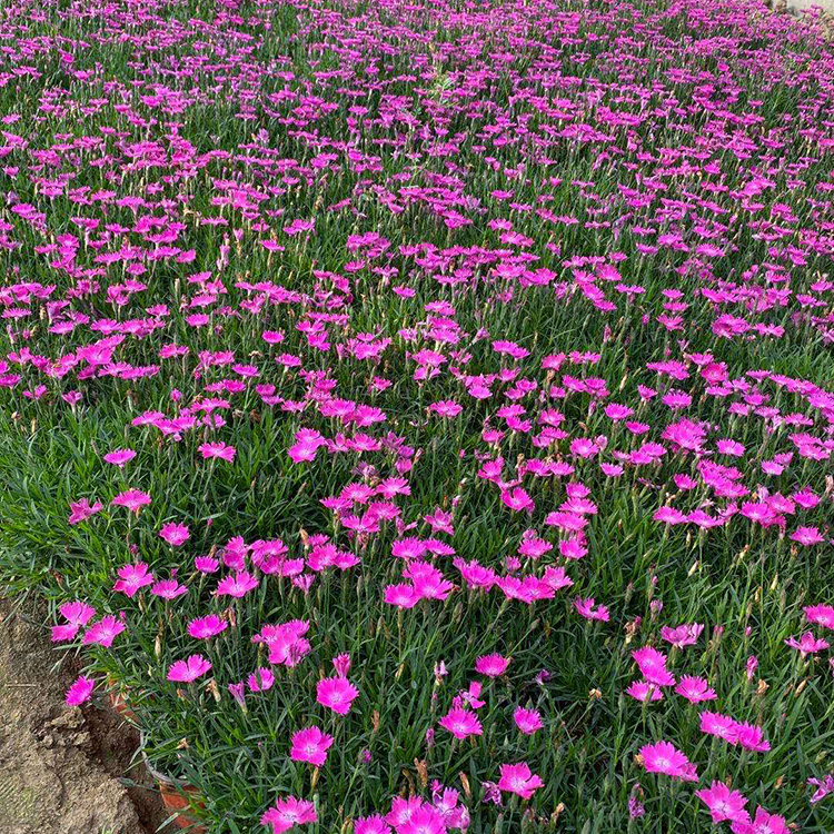 欧石竹种植基地 双色盆欧石竹 好苗预定 山东草花基地