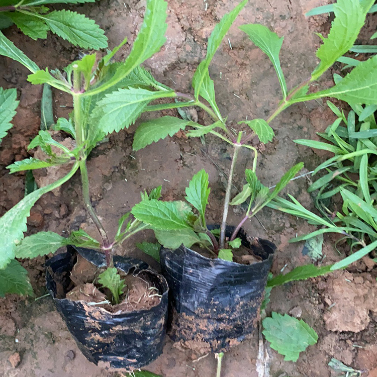 青州柳叶马鞭草供应 柳叶马鞭草价格从优