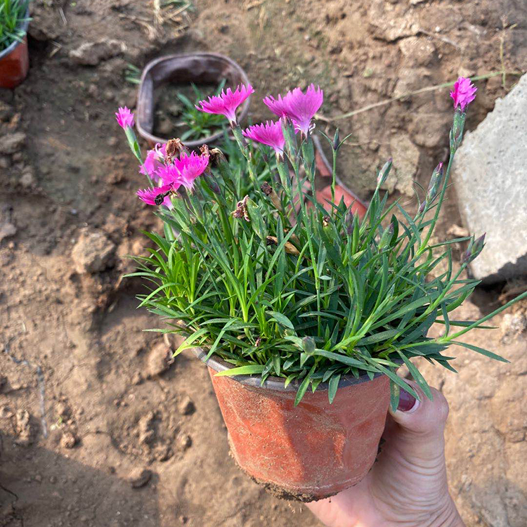 基地种植 欧石竹 欧石竹行情