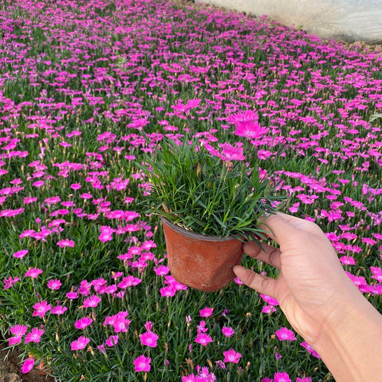 基地直销 欧石竹花海 欧石竹销售