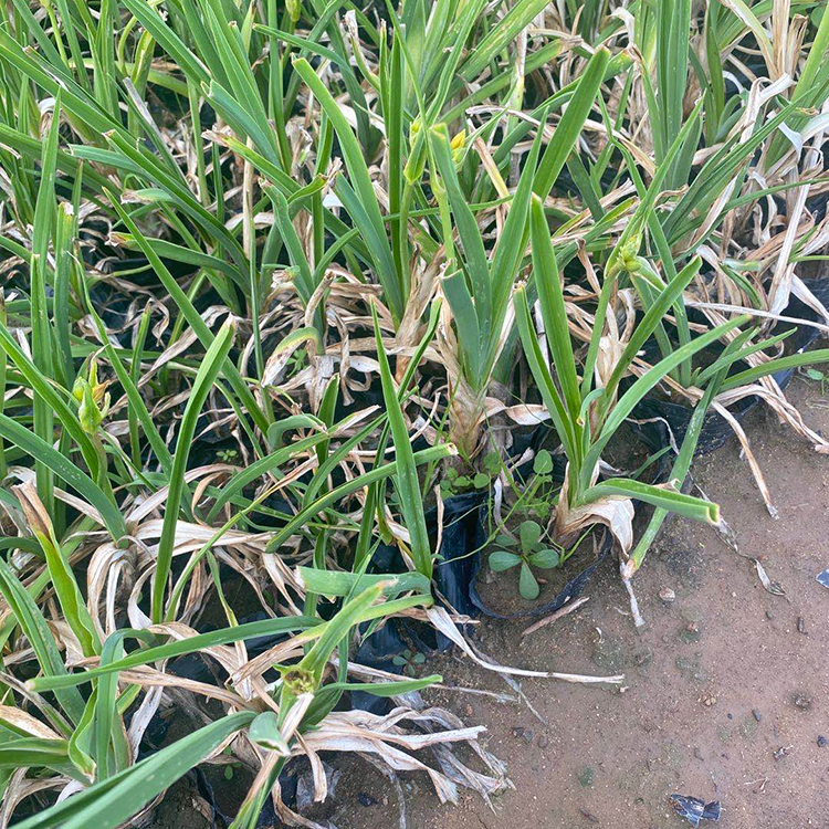 金娃娃萱草小苗 宿根草花批发 耐干旱 金娃娃萱草供应商