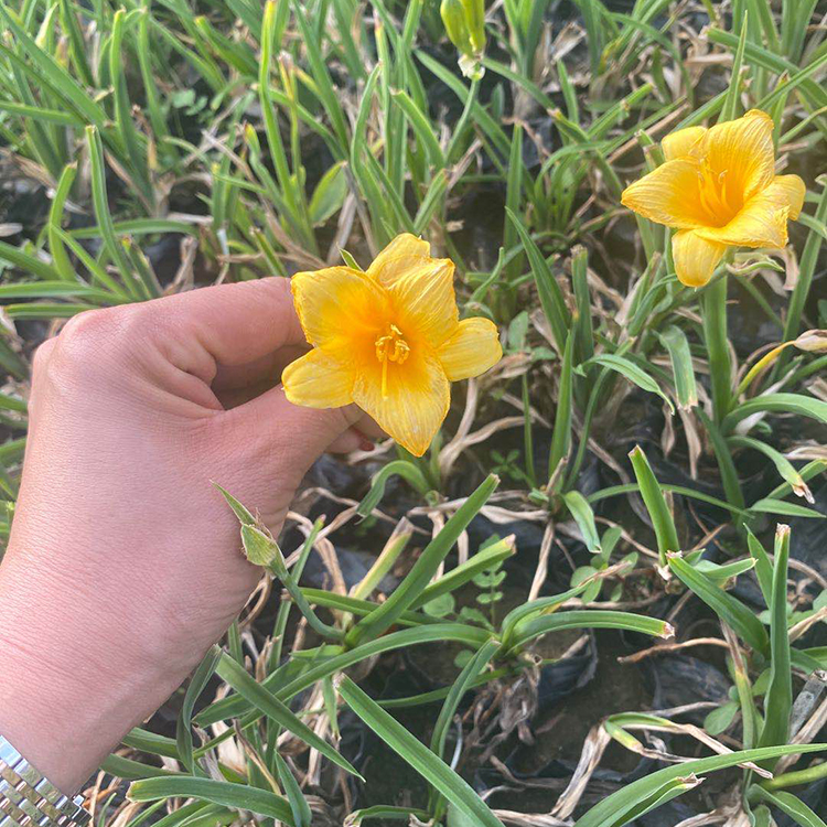 地被金娃娃萱草 草花种植基地 采购基地 金娃娃萱草价格