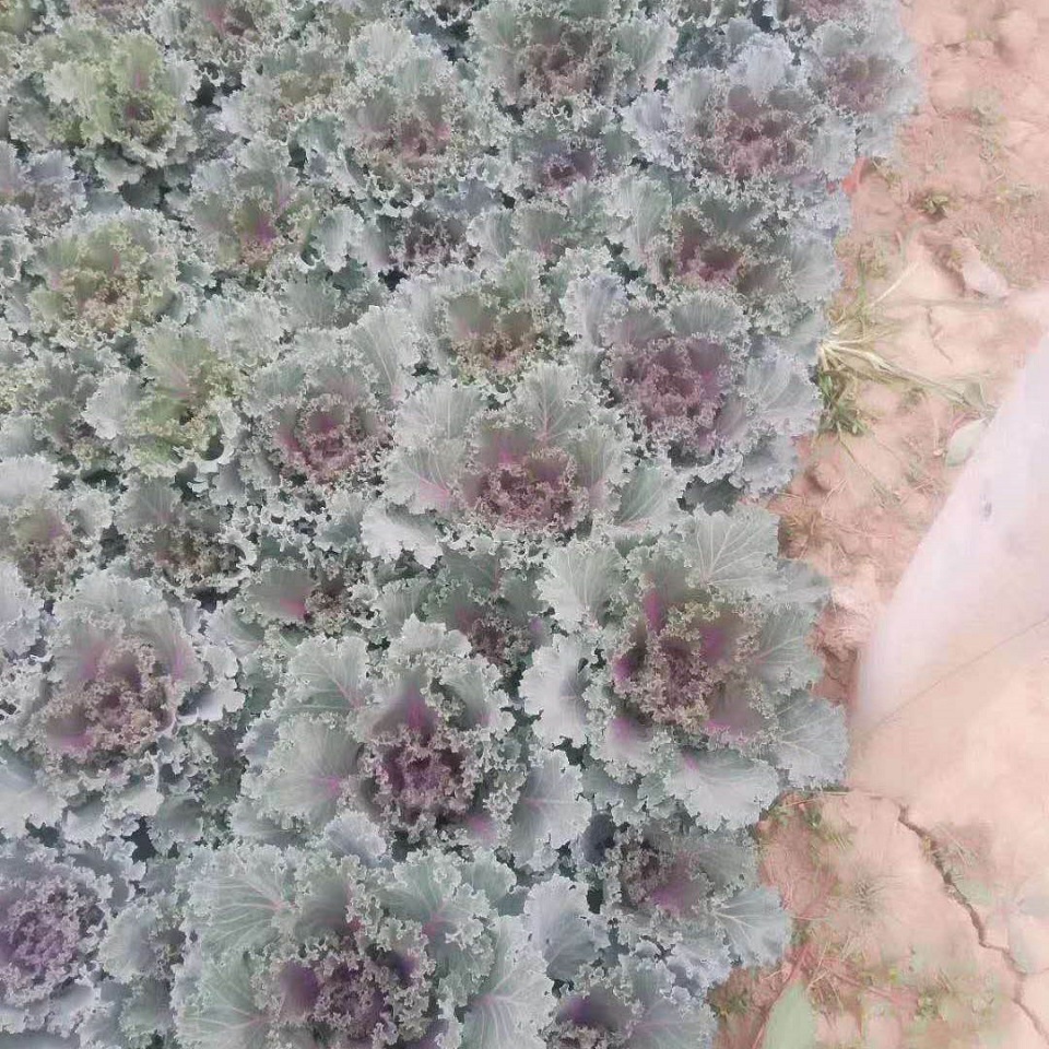 基地直销羽衣甘蓝   羽衣甘蓝盆栽   羽衣甘蓝种植基地