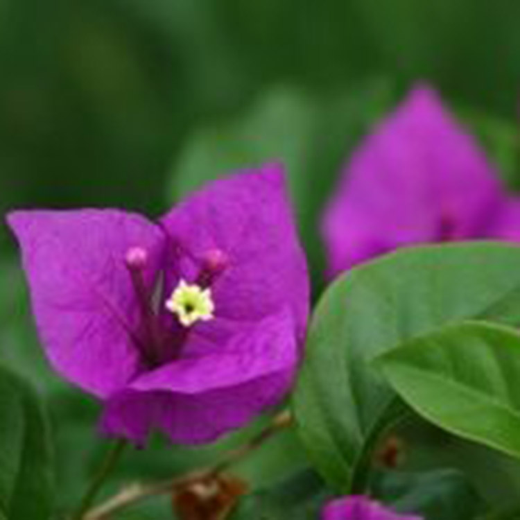 三角梅盆栽 三角梅种植基地 青州花卉基地