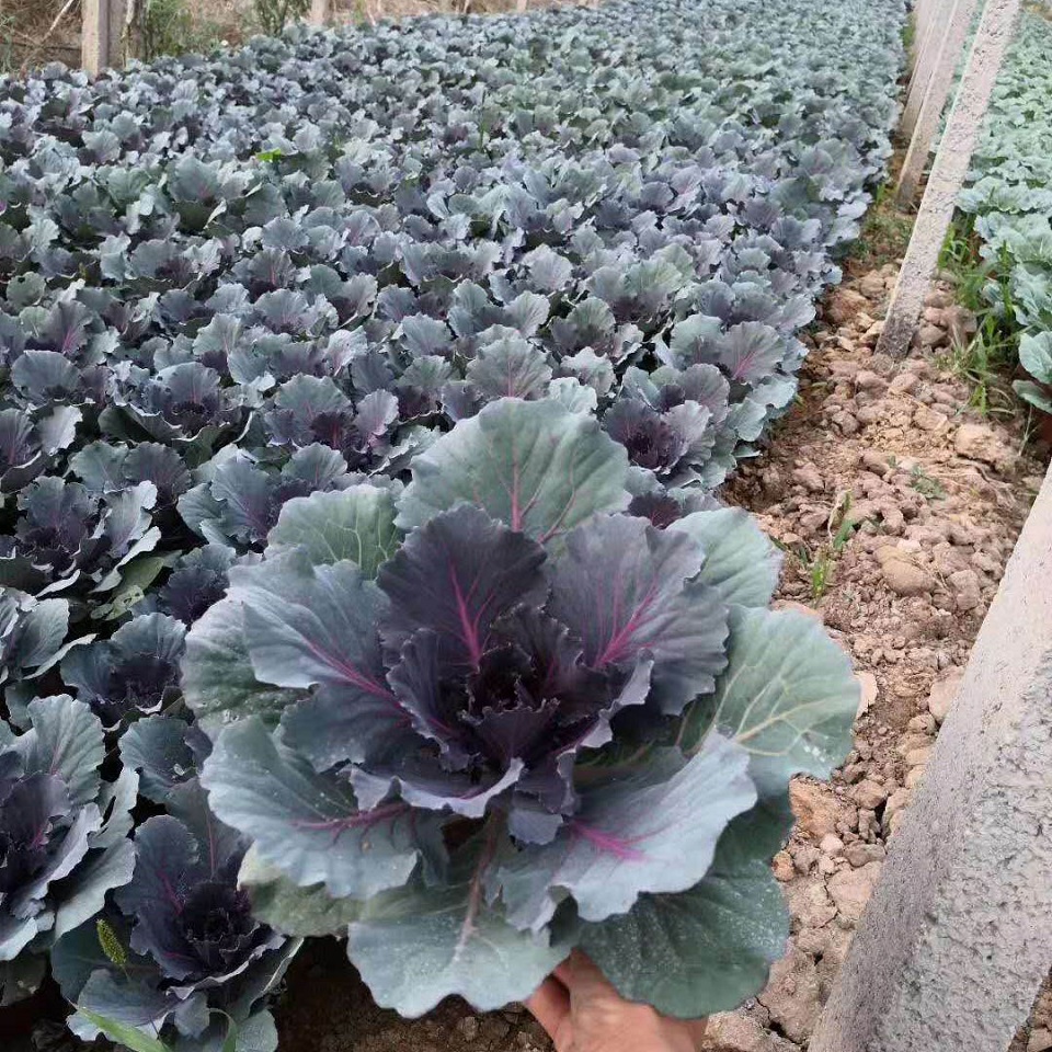 出售羽衣甘蓝   羽衣甘蓝盆栽   山东羽衣甘蓝
