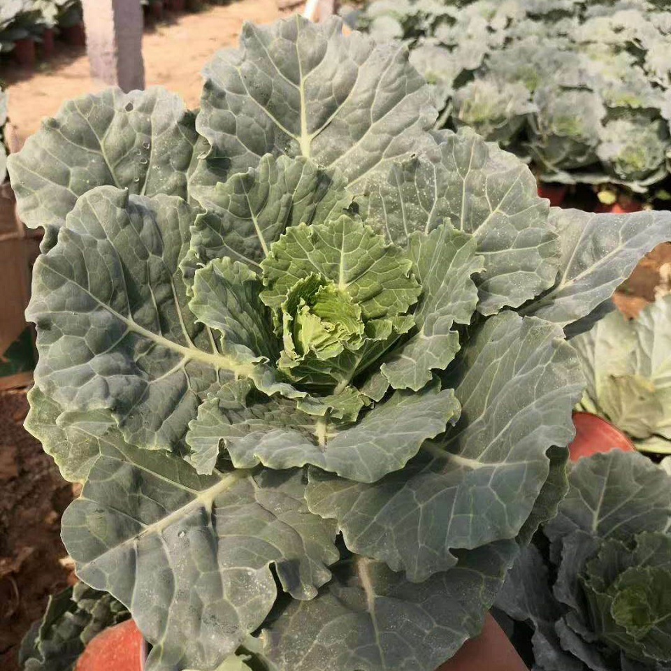 耐寒花卉羽衣甘蓝   白色紫色羽衣甘蓝   羽衣甘蓝种植基地