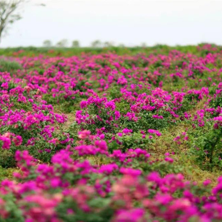 三角梅盆栽 三角梅供应基地 青州花卉基地