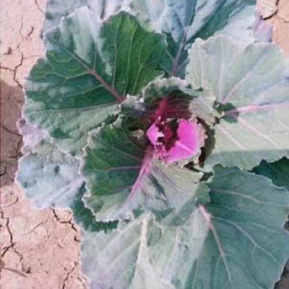 耐寒花卉羽衣甘蓝   白色紫色羽衣甘蓝   羽衣甘蓝培育基地