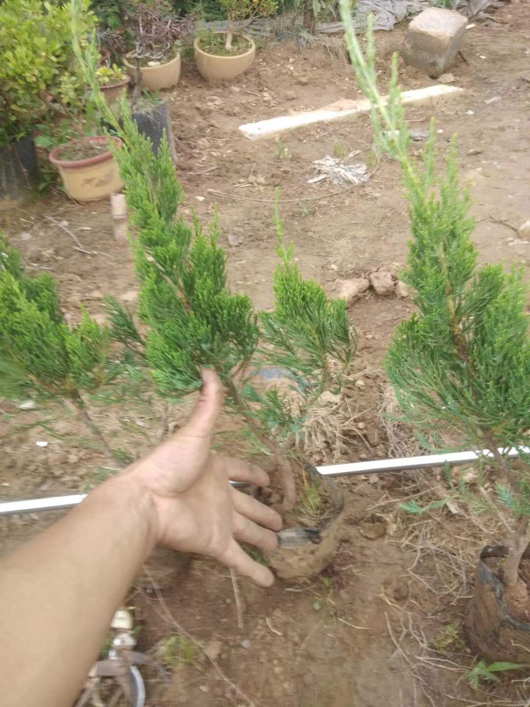 四季常青龙柏苗  小龙柏批发优惠  产地直销