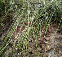 毛竹价格 山东毛竹基地 江瑞园艺毛竹直供