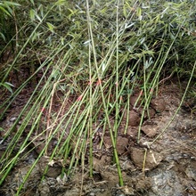 毛竹价格 山东毛竹基地 江瑞园艺毛竹直供