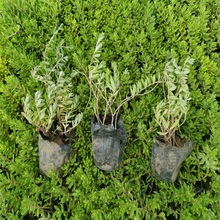 垂盆草 垂盆草种植基地 垂盆草报价 垂盆草有卖