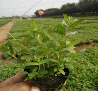 青州苗木 千屈菜批发商 自产自销 千屈菜
