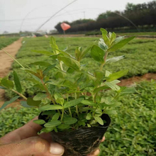 青州苗木 千屈菜批发商 自产自销 千屈菜