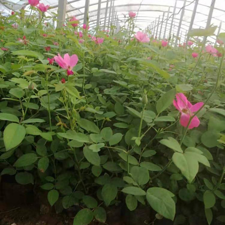 美化庭院用花丰花月季  丰花月季供应  苗圃直发保质保量