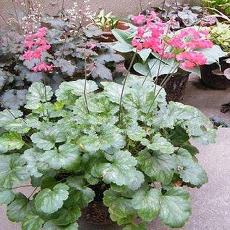 青州花卉 绿化矾根 双色盆矾根基地供应商