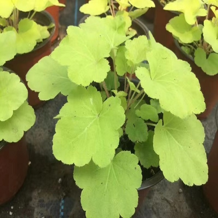 多年生草花 青州大盆矾根 矾根种植基地