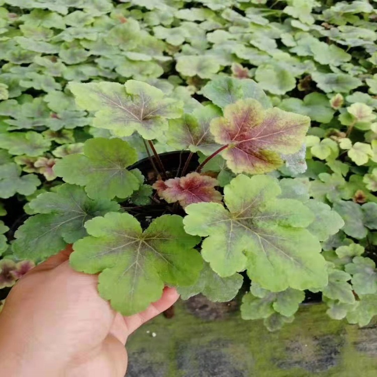 大盆矾根 青州矾根种植基地