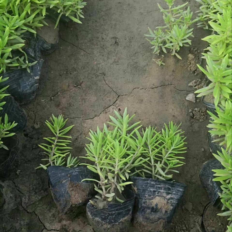 基地大量供应佛甲草  金叶佛甲草 金叶佛甲草种植基地
