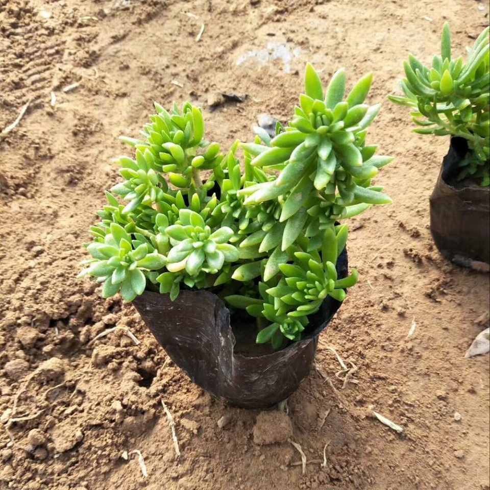 时令草花基地  青州佛甲草 金叶佛甲草种植基地