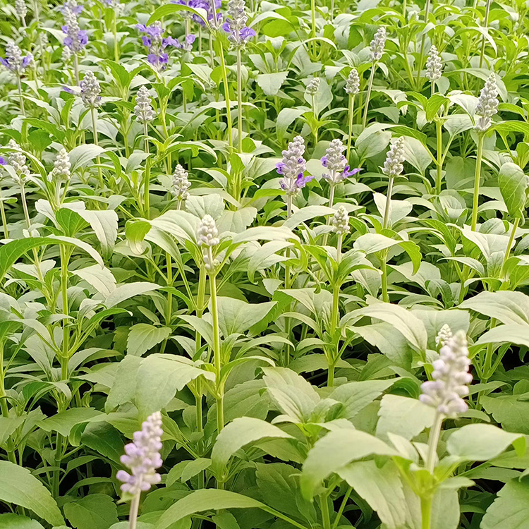 鼠尾草种植基地 天卓花卉 青州鼠尾草