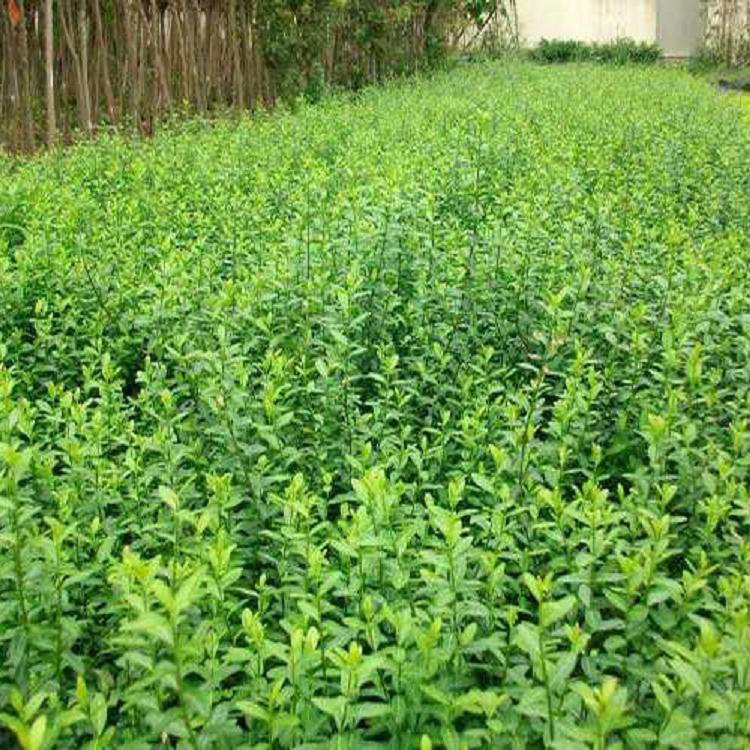 扶芳藤小苗 工地用 青州绿化苗木