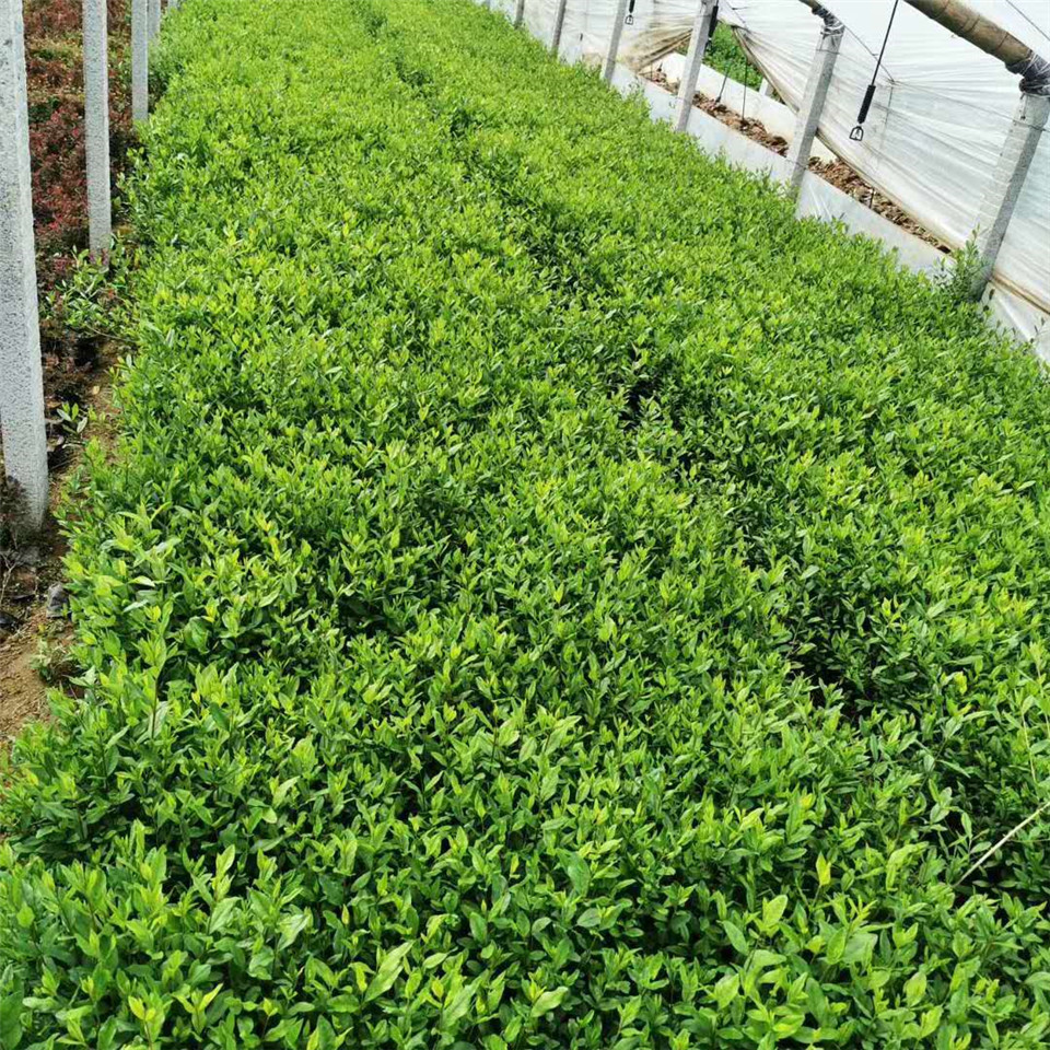 哪里有高度35公分金绿叶水蜡带土盆苗 紫叶水蜡小苗批发 金叶水蜡基地