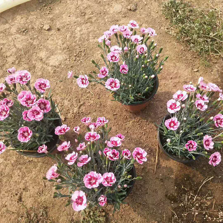彩虹石竹小苗 开花草花基地 基地供应 彩虹石竹价格