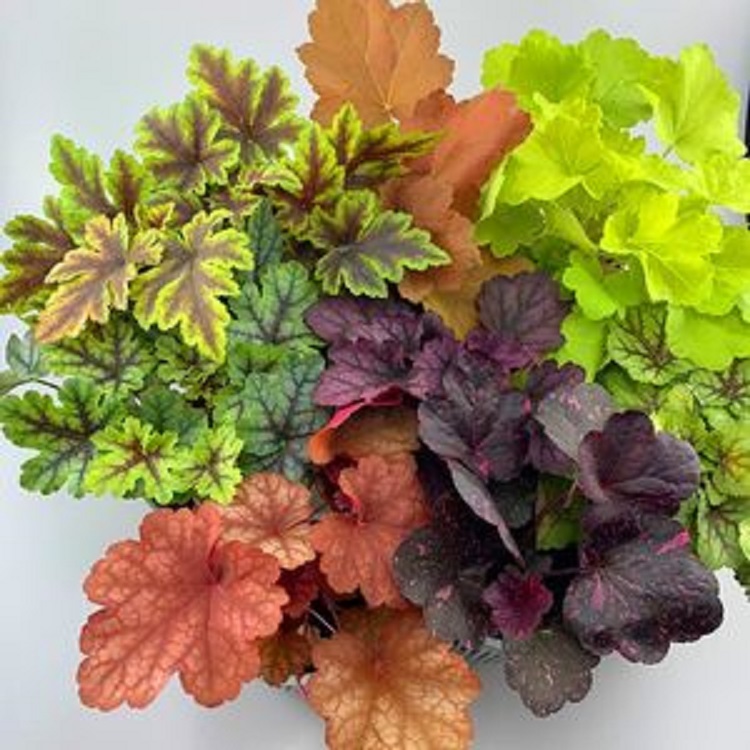 矾根批发商 青州大盆矾根 多年生草花