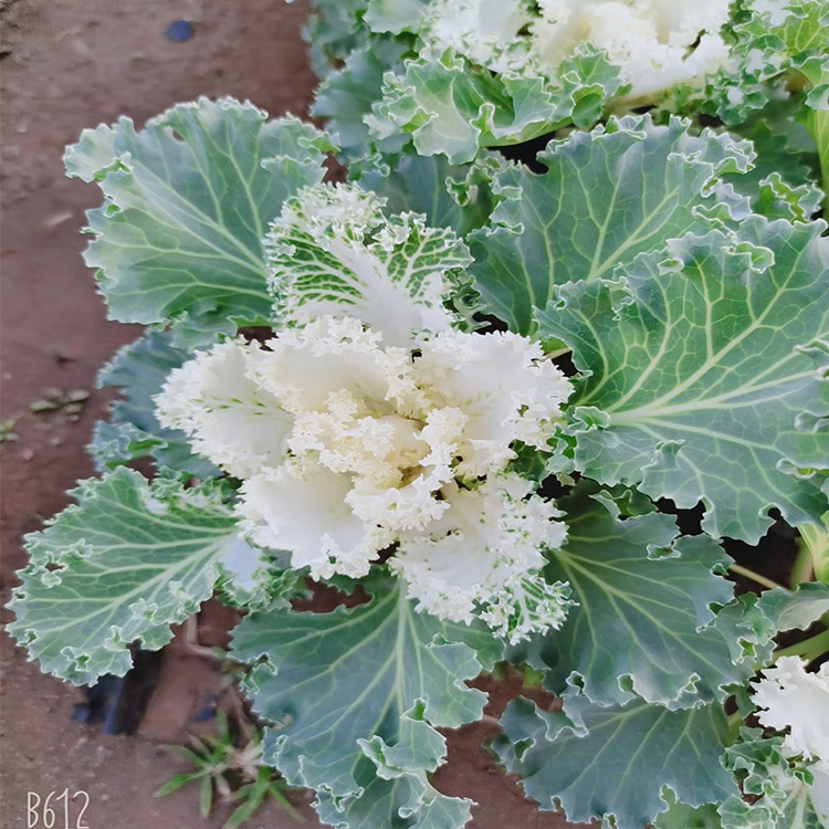 羽衣甘蓝 羽衣甘蓝批发价格