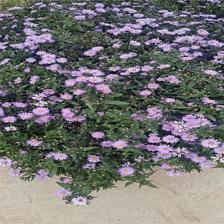 紫苑花 青州紫苑花基地 紫苑花小苗价格 紫苑花种植厂家
